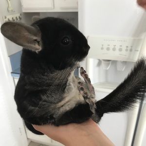 Meet your Posher, Holly